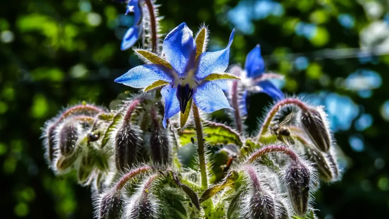 Jak vařit borage: Zde je metoda